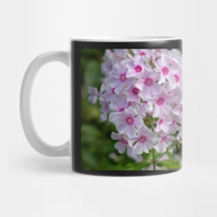 Beautiful White And Pink Centred Phlox Paniculata Flower Mug